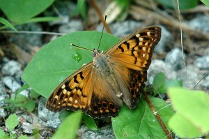 175 Tawny Emperor 2004-07232149b